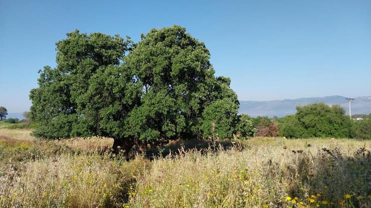 אלון בשדה מרעה, סימון "שביל ישראל" על העץ
