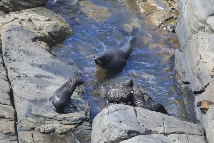 כלבי ים משתעשעים בין הסלעים