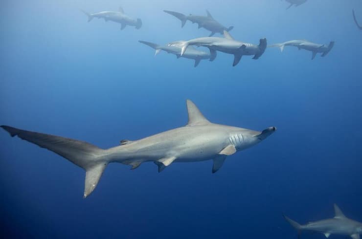 כרישי פטישן כד-חרטום שוחים מול חופי הוואי