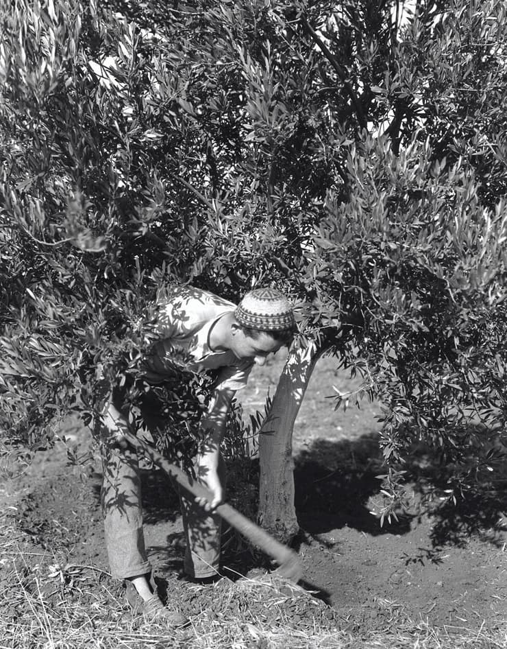 עובדים בכרם הזיתים ביער חולדה ב-1928