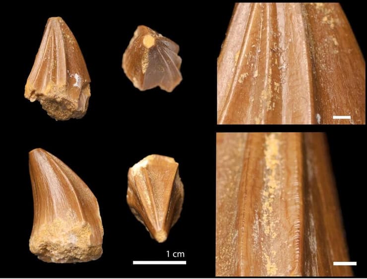 מבנה שיניו הייחודי של המוזאזאור Stelladens mysteriosus