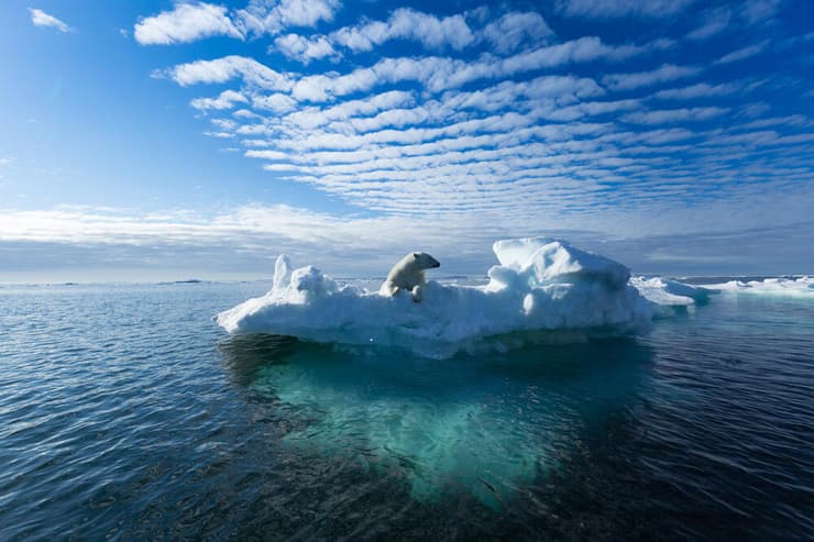 דוב עומד על קרחון שהתנתק כתוצאה משינויי האקלים