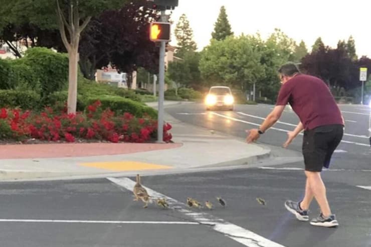 קייסי ריברה מסייע ל ברווזים לחצות כביש בעיר רוקלין קליפורניה ארה"ב רגע לפני שנדרס למוות 18 במאי