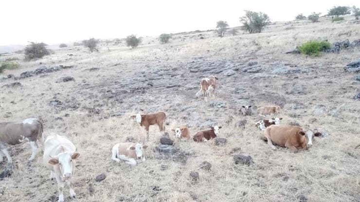 תיעוד: עדר בקר של עבריין פשיעה חקלאית פלש לשטח בלי שעמד בתנאי החוזה