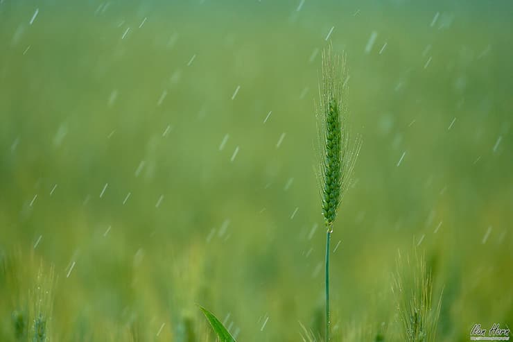 שדה חיטה בגשם 