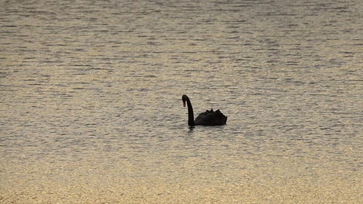 ברבור שחור, אגם ליד העיר הובארט בזמן שקיעה	