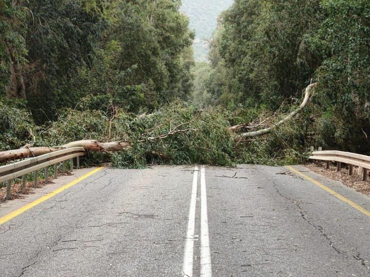 עץ נפל בשל רוחות חזקות בכביש 977 בין צומת הגומא לצומת נאות מרדכי