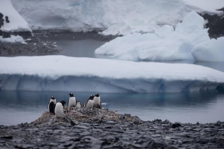 פינגווינים באזור שבו נמסו הקרחונים באנטארקטיקה