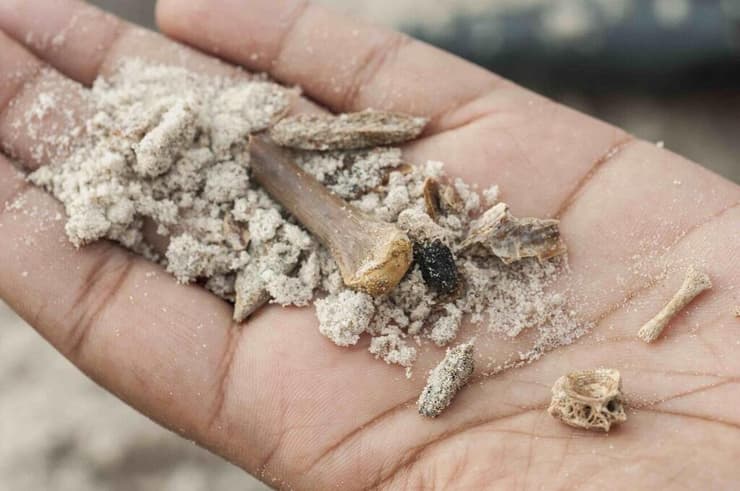 עצמות של בעלי חיים יבשתיים וימיים שהתגלו במונטברוק