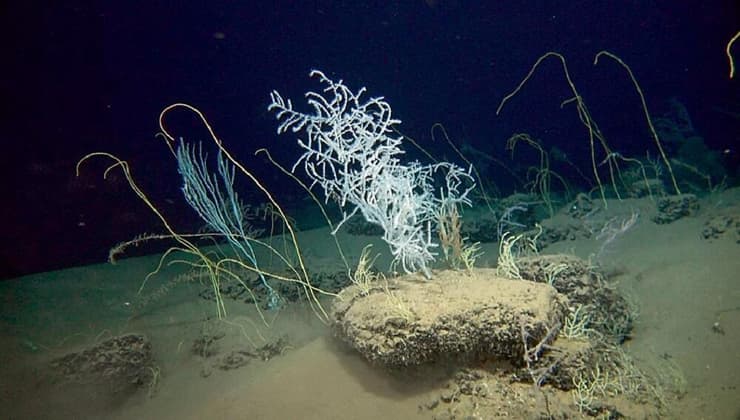 החיים הימיים בשונית האלמוגים באילת