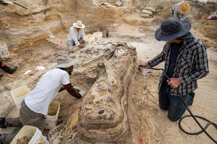 חוקרים ממוזיאון פלורידה להיסטוריה של הטבע מגלים את השרידים העתיקים של כמה גומפותריומיים באתר מאובנים שבצפון פלורידה