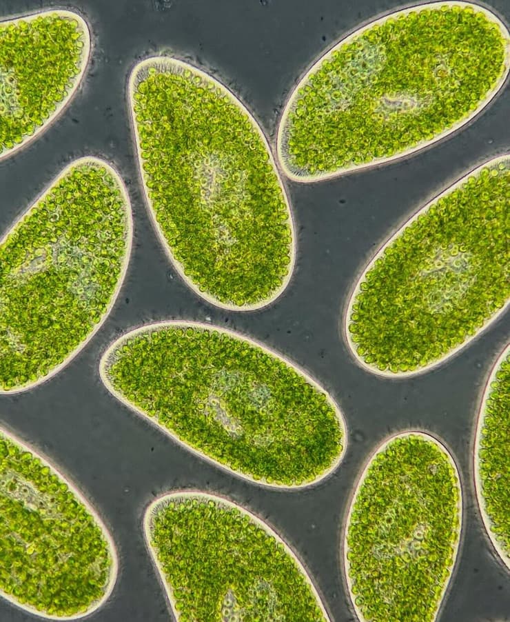 החיידק המיקסוטרופי Paramecium bursaria, שביכולתו לעבור בין פוטוסינתזה כמו צמחים (ספיגה של פחמן דו חמצני) לבין אכילה כמו בעלי חיים (שחרור פחמן דו חמצני)