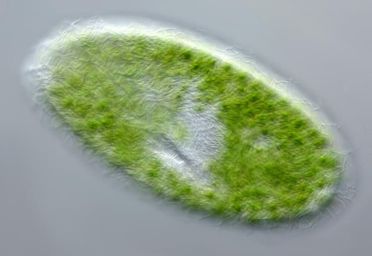החיידק המיקסוטרופי Paramecium bursaria, שביכולתו לעבור בין פוטוסינתזה כמו צמחים (ספיגה של פחמן דו חמצני) לבין אכילה כמו בעלי חיים (שחרור פחמן דו חמצני)