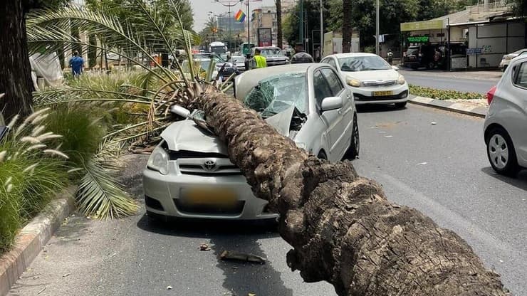 עץ הדקל שקרס על רכב בהוד השרון 