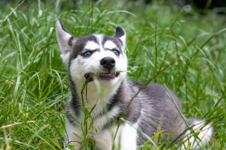 כלב אוכל דשא