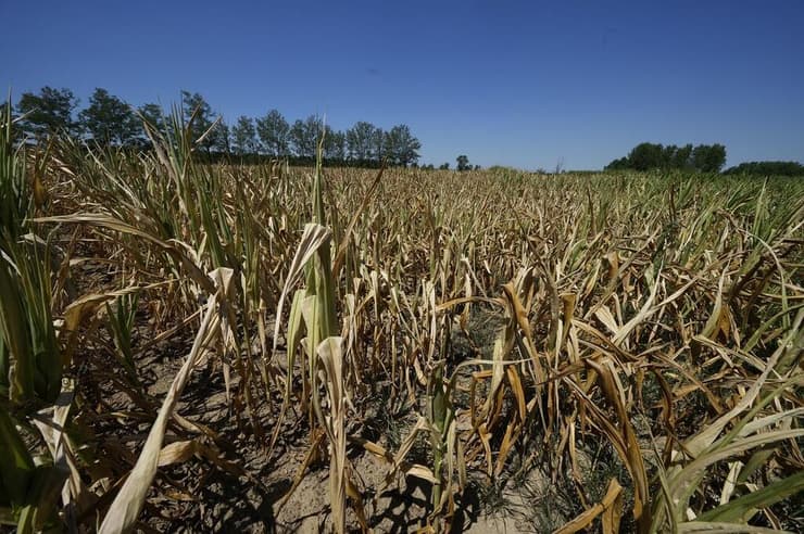 פגיעה בגידולי שדה באיטליה כתוצאה מתנאי בצורת