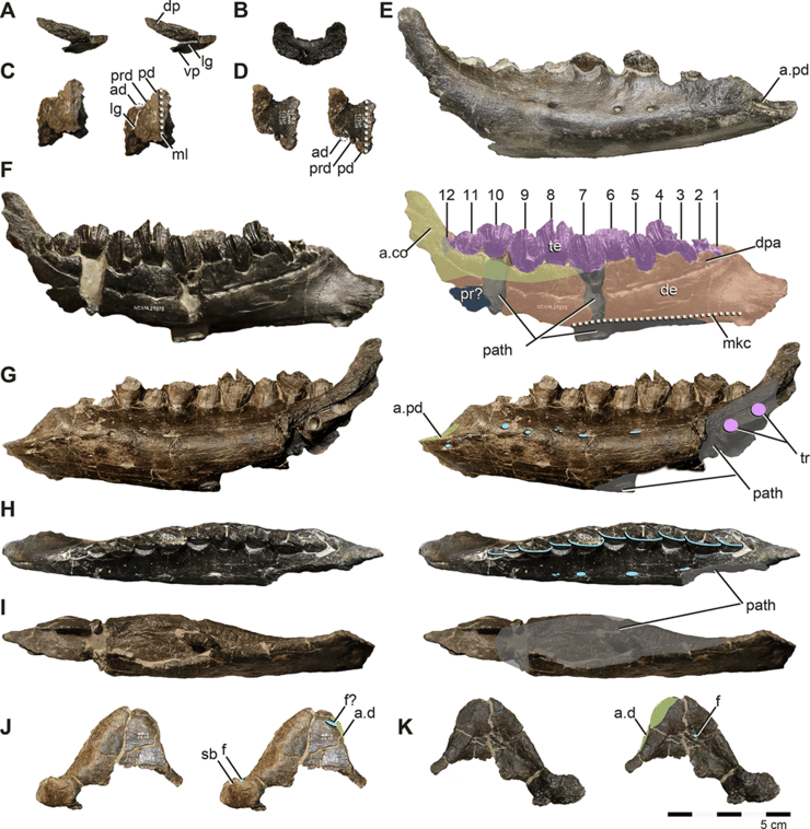 שרידי הלסת של הדינוזאור יאני סמית'י, עם שיניים המיועדות לאכילת צמחייה קשיחה