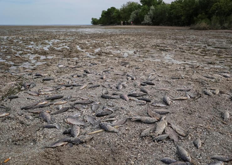 דגים שנותרו במאגר קחובקה שהתייבש בחלקו בעקבות פריצת סכר נובה קחובקה