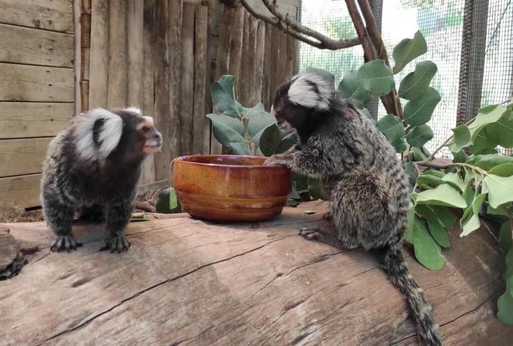 הקופים דיוניסוס וטודו משחקים במקלט הקופים 