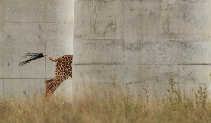 The disappearing giraffe, צולם בקניה 
