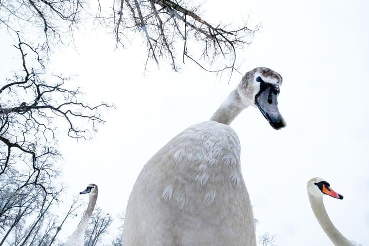 A swan's perspective, צולם בפולין