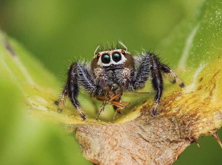 עכביש ממשפחת הקופצניים טורף זבוב ממשפחת הַטַרְפָנִיִּים ביער שוהם