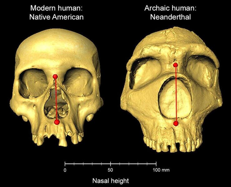 השוואה בין צורת האף של האדם הניאנדרטלי (מימין) לאף של האדם המודרני