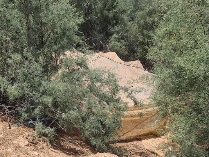 גידולי קנאביס לא חוקיים בנגב