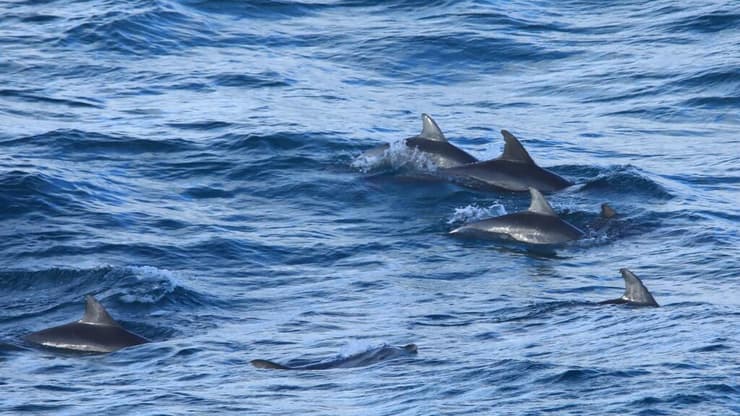 דולפינים קרוב לחוף בביירון ביי