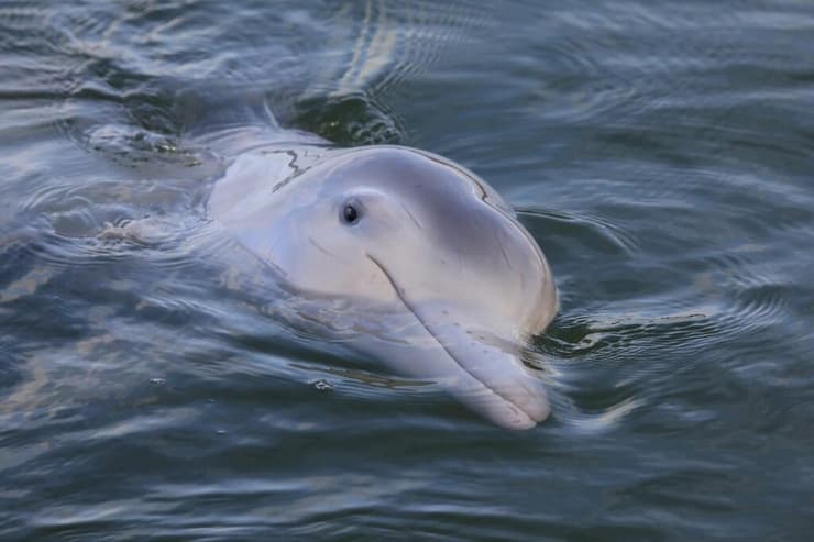 גור דולפינים, נראה מחויך