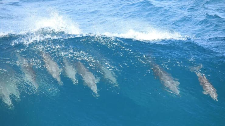 גם דולפינים תופסים פה גלים