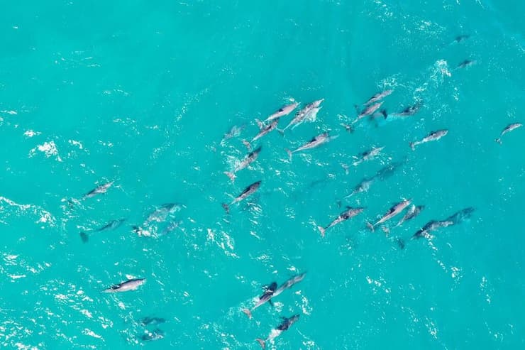 להקה גדולה של דולפינים בנורת' סטארברוק איילנד