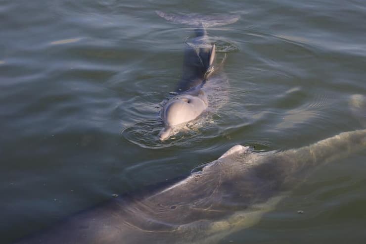 אמא וגור, דולפיני האמפ-בק