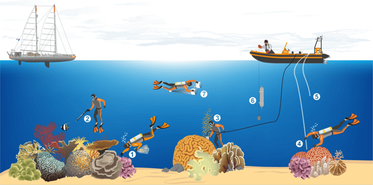 האופן בו חברי משלחת טארה פסיפיק דגמו את שוניות האלמוגים במסעם המחקרי