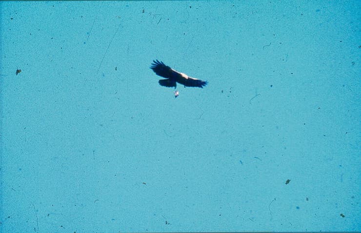 עיט הסלעים משליך צב מהאוויר כדי לנפצו. נחל גילה, 1980 