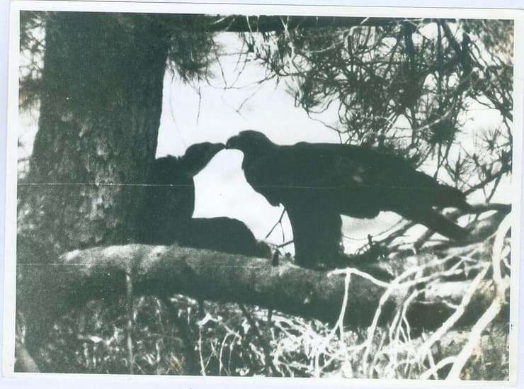 נקבת עיט מאכילה את אחד משני גוזליה, 1980 