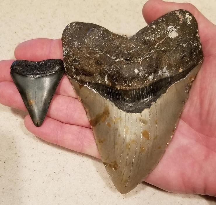 שן של כריש מגלודון (מימין) לעומת שן של כריש עמלץ לבן
