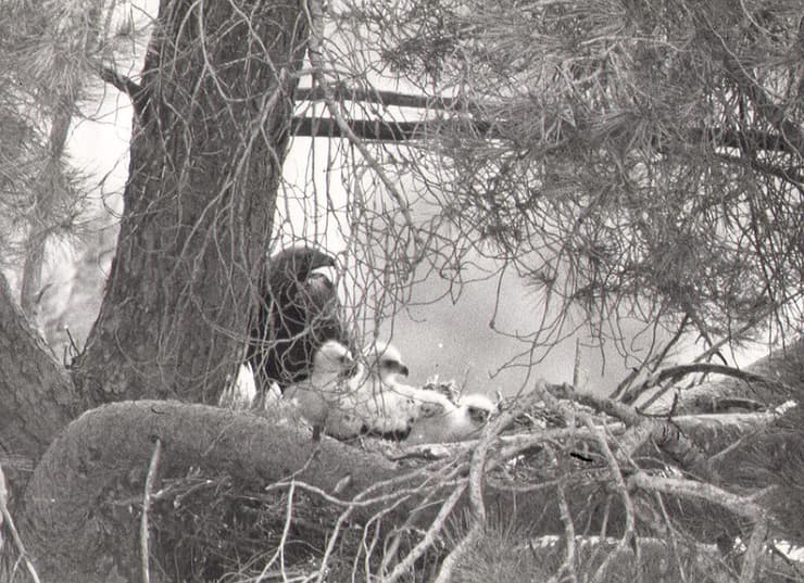1981. נקבת עיט הסלעים ושלושת גוזליה בקינון על עץ אורן הסלע בשטח מנזר כרמיזן 