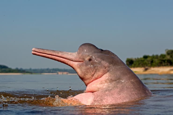 דולפין האמזונס