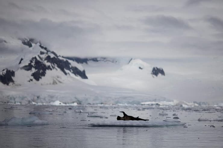 יונק ימי מקבוצת טורפי הים על קרחון באנטארקטיקה