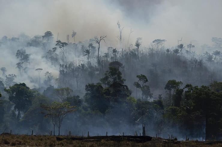 שריפות שמכלות את עצי יערות האמזונס