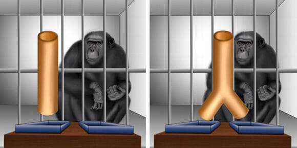 השימפנזה צריכה לדעת איזה משטח עליה לייצב. מערך הניסוי, עם צינור בצורת Y (מימין) ועם צינור ישר 
