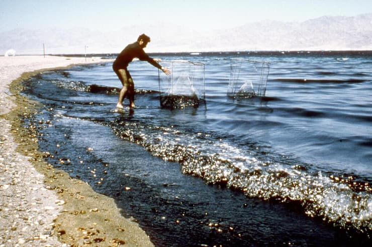 זיהום נפט גולמי בשמורת האלמוגים באילת ב-1975