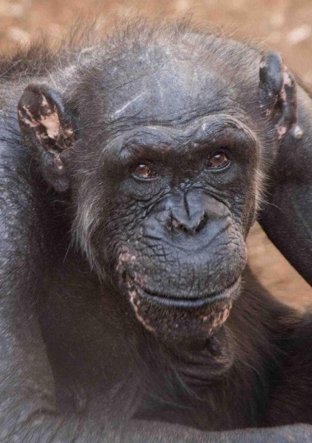 אוגוסטה השימפנזה