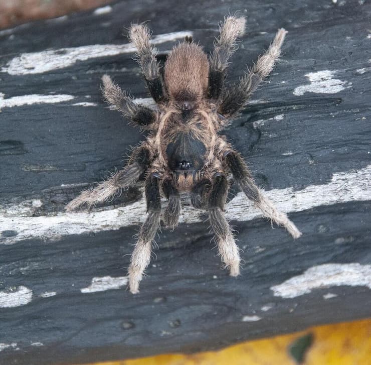 העכביש אוטיקיילוס קונאמפיה (Euthycaelus cunampia)