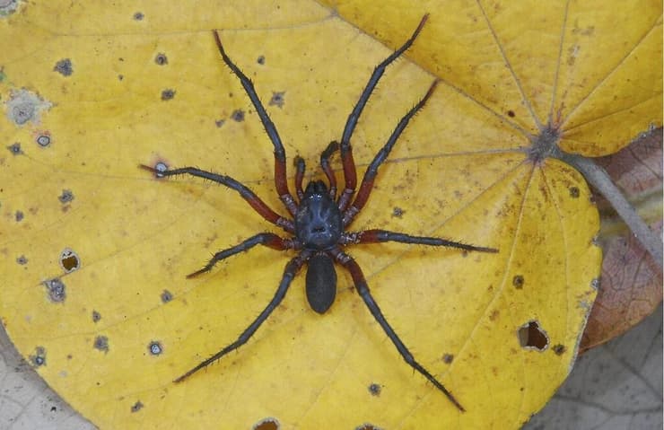 העכביש מלוניה פסיפיקה (Melloina pacifica)