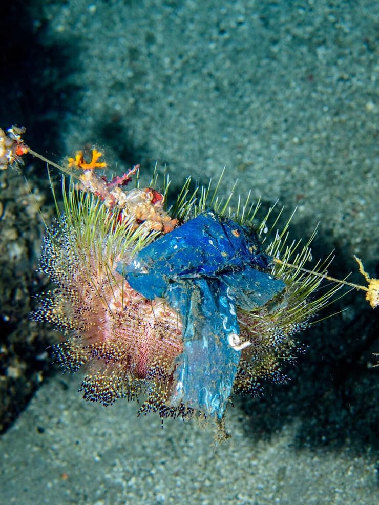 קיפוד-הים שלפוחיתן ארסי (Asthenosoma varium) תלוי על חוט דיג ומכוסה בשקית ניילון כחולה בעומק של כ-130 מטר בפיליפינים