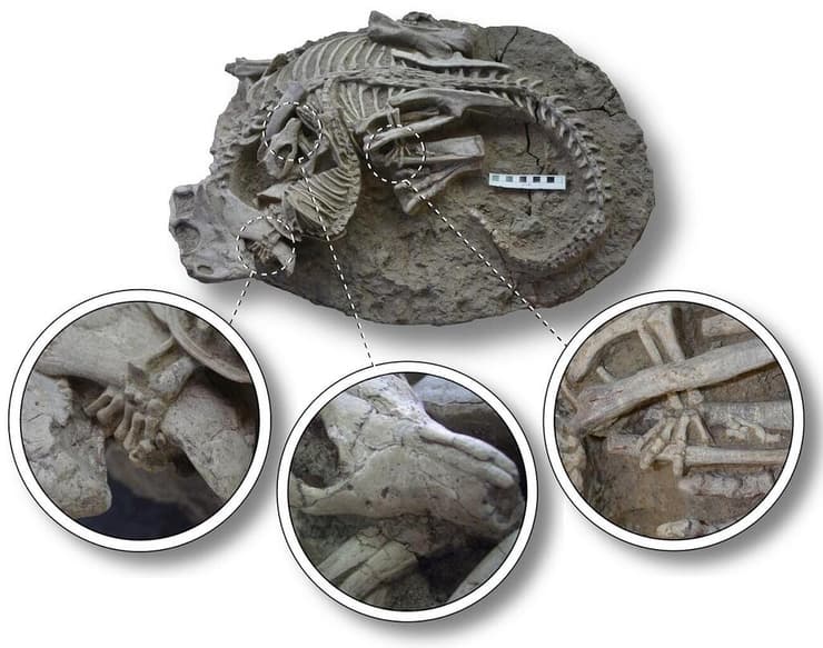 מאובן המראה את שלדיהם של הפסיטקוזאורוס והרפנומאמוס, רגע לפני שנקברו למוות והתאבנו, עם חלקים מוגדלים המראים כיצד היונק הטורף נשך את צלעותיו של הדינוזאור הצמחוני ואחז בגופו
