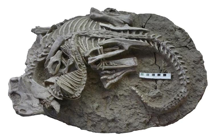 מאובן המראה את שלדיהם של הפסיטקוזאורוס והרפנומאמוס, רגע לפני שנקברו למוות והתאבנו