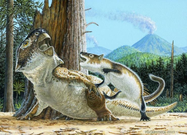 איור המראה את מין הרפנומאמוס (Repenomamus robustus) בעודו תוקף את מין הפסיטקוזאורוס (Psittacosaurus lujiatunensis), רגעים לפני שהתפרצות געשית קברה את שניהם, בערך לפני 125 מיליון שנה